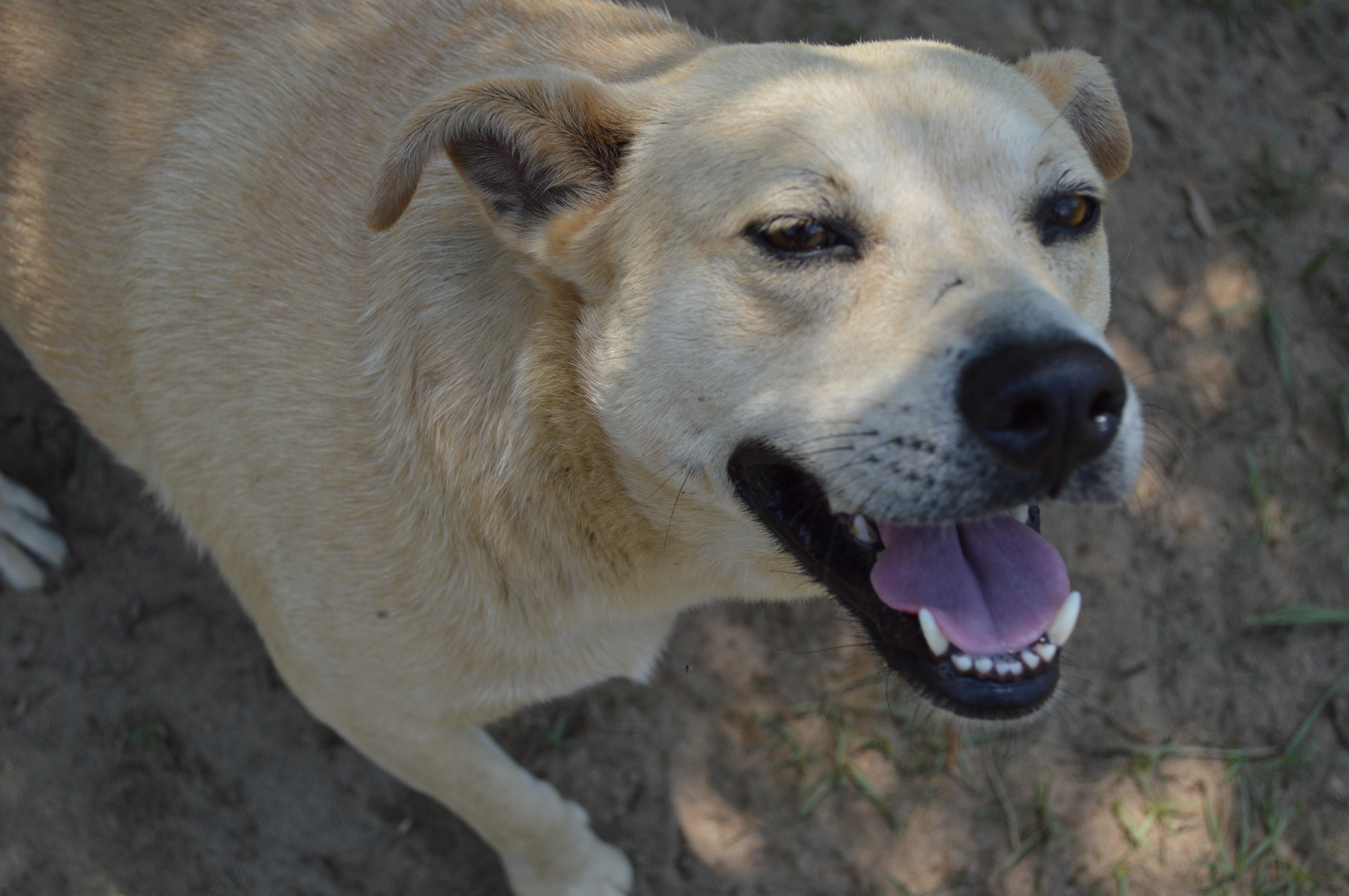 Korea, an adoptable Labrador Retriever, Mixed Breed in Orangeburg, SC, 29116 | Photo Image 5