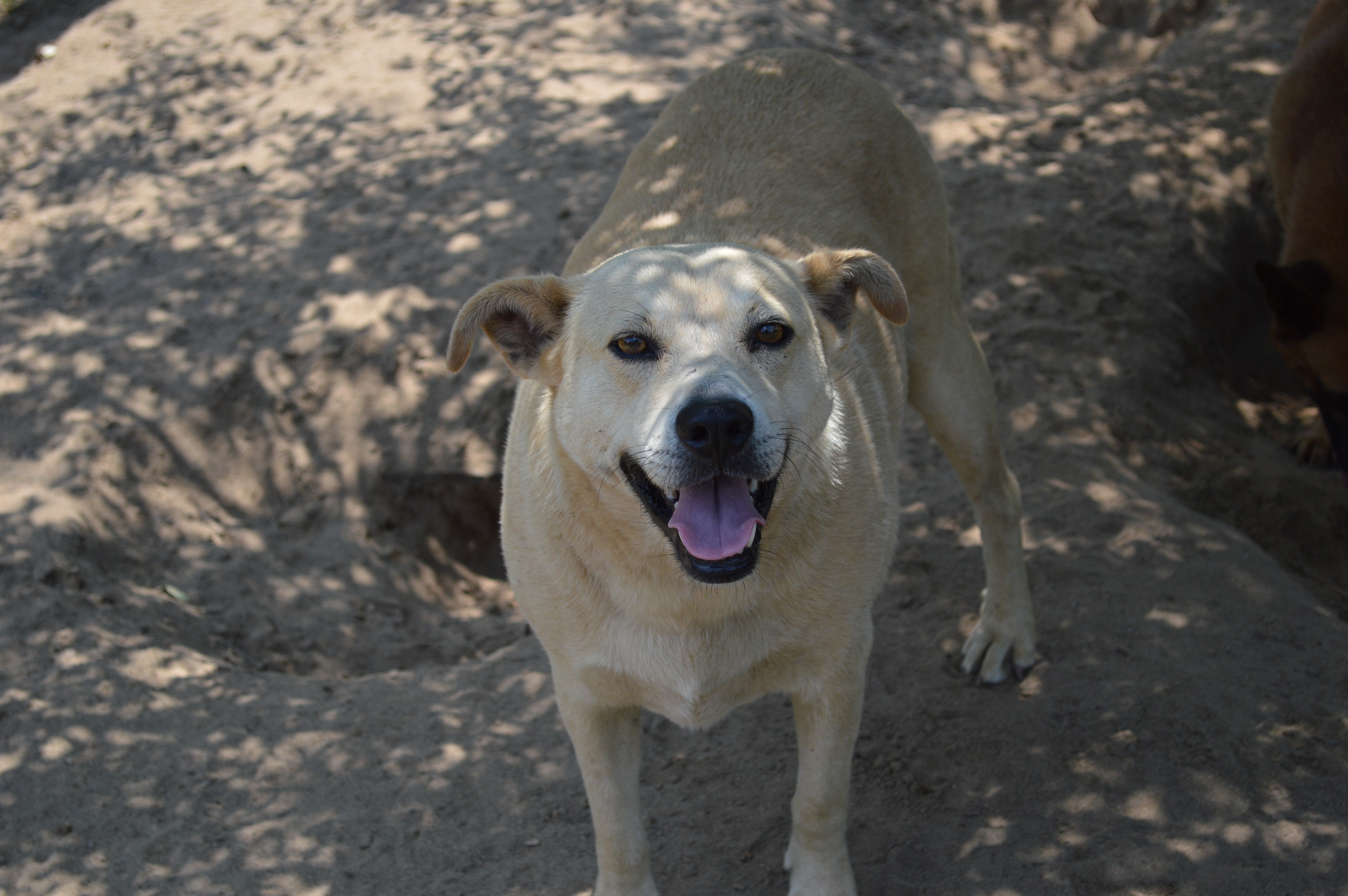 Korea, an adoptable Labrador Retriever, Mixed Breed in Orangeburg, SC, 29116 | Photo Image 6