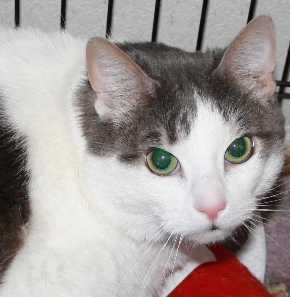 Lexus     FIV Pos - Foster: Darlene, an adoptable Tabby in Dallas, TX, 75228 | Photo Image 1