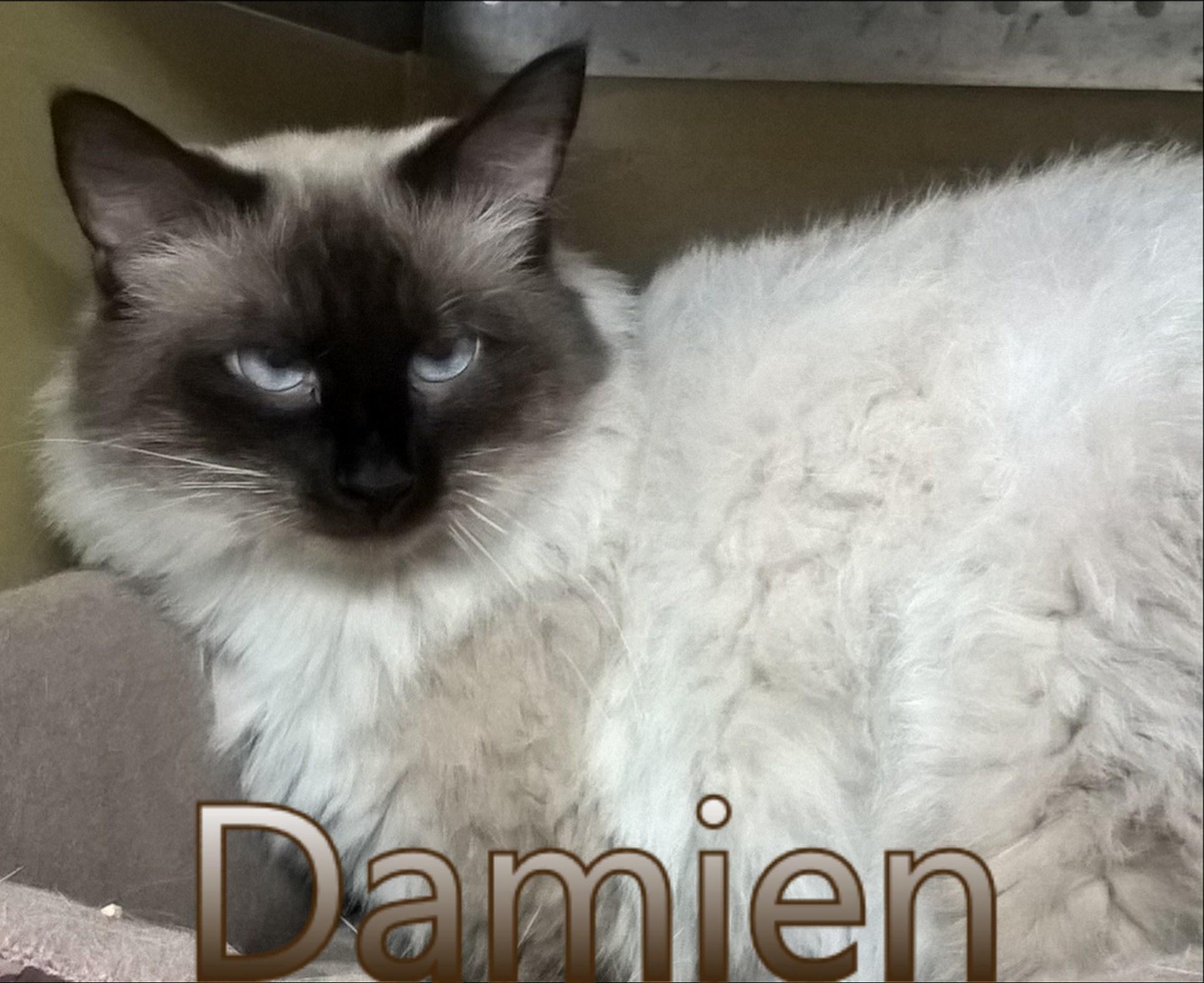 Damien detail page