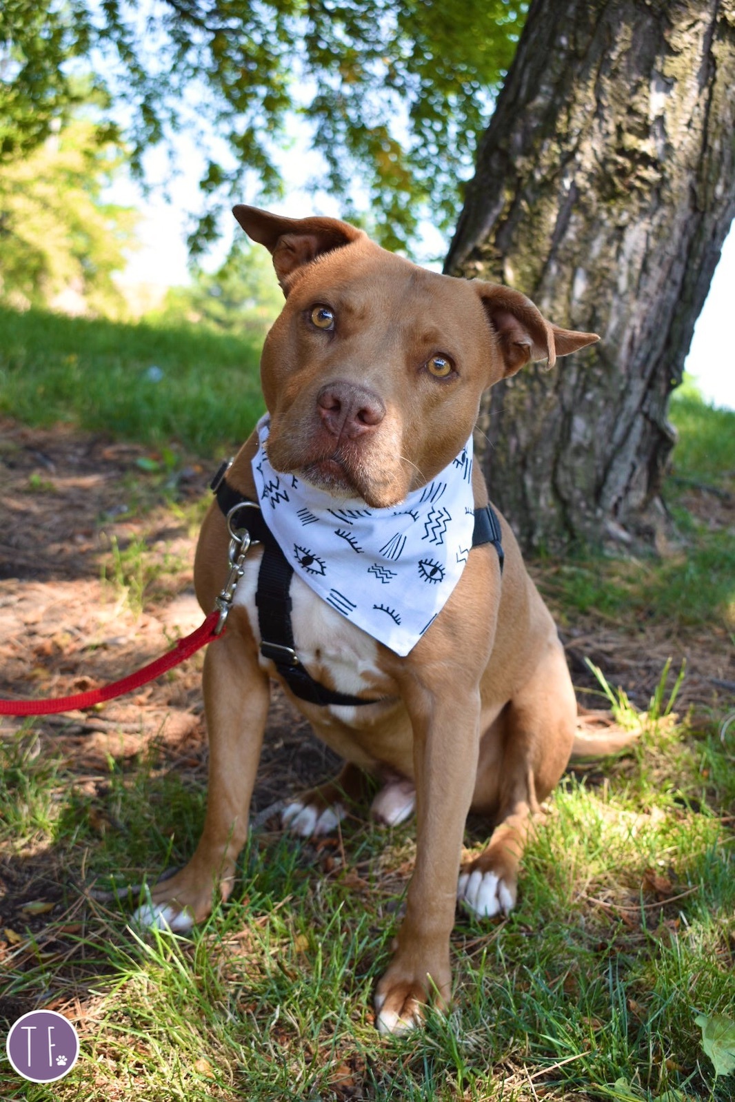 Chevy-Come and meet me?, an adoptable Terrier, American Staffordshire Terrier in Detroit, MI, 48216 | Photo Image 1