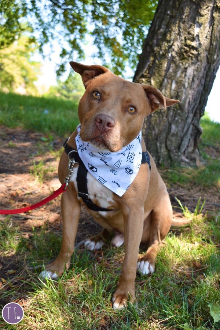 Chevy, an adoptable Terrier & American Staffordshire Terrier Mix in Detroit, MI_image-1
