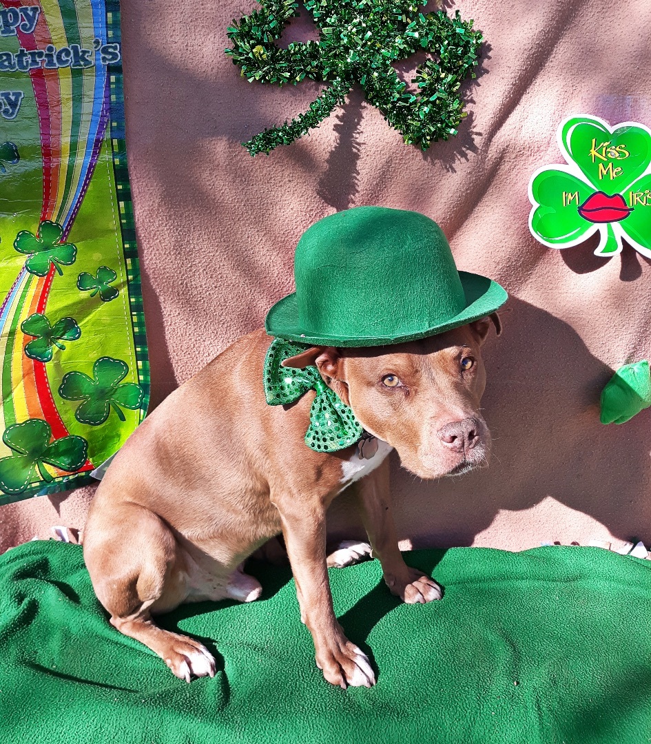 Chevy, an adoptable Terrier, American Staffordshire Terrier in Detroit, MI, 48216 | Photo Image 2