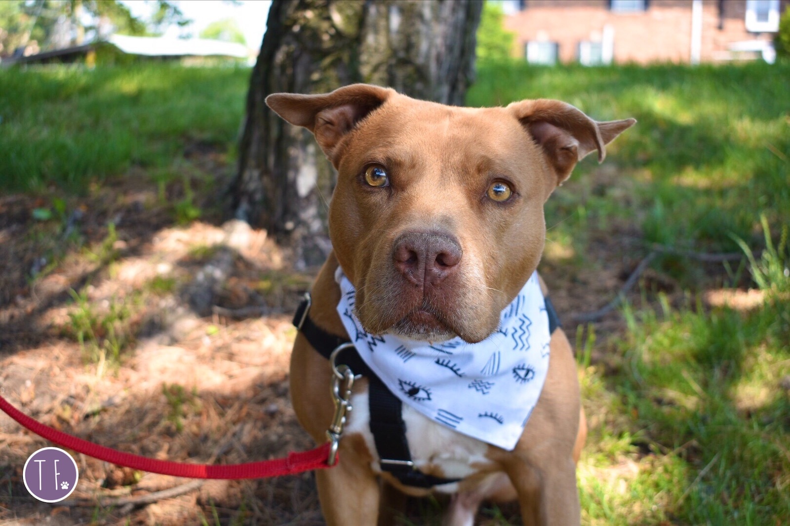 Chevy, an adoptable Terrier, American Staffordshire Terrier in Detroit, MI, 48216 | Photo Image 3