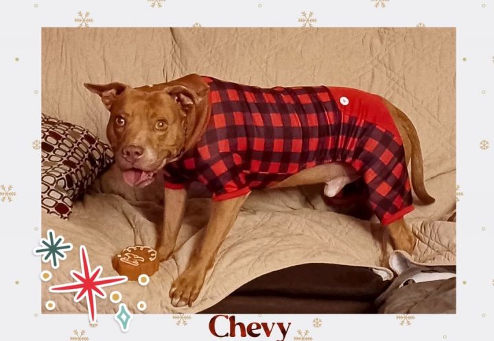 Chevy-Come and meet me?, an adoptable Terrier & American Staffordshire Terrier Mix in Detroit, MI_image-4