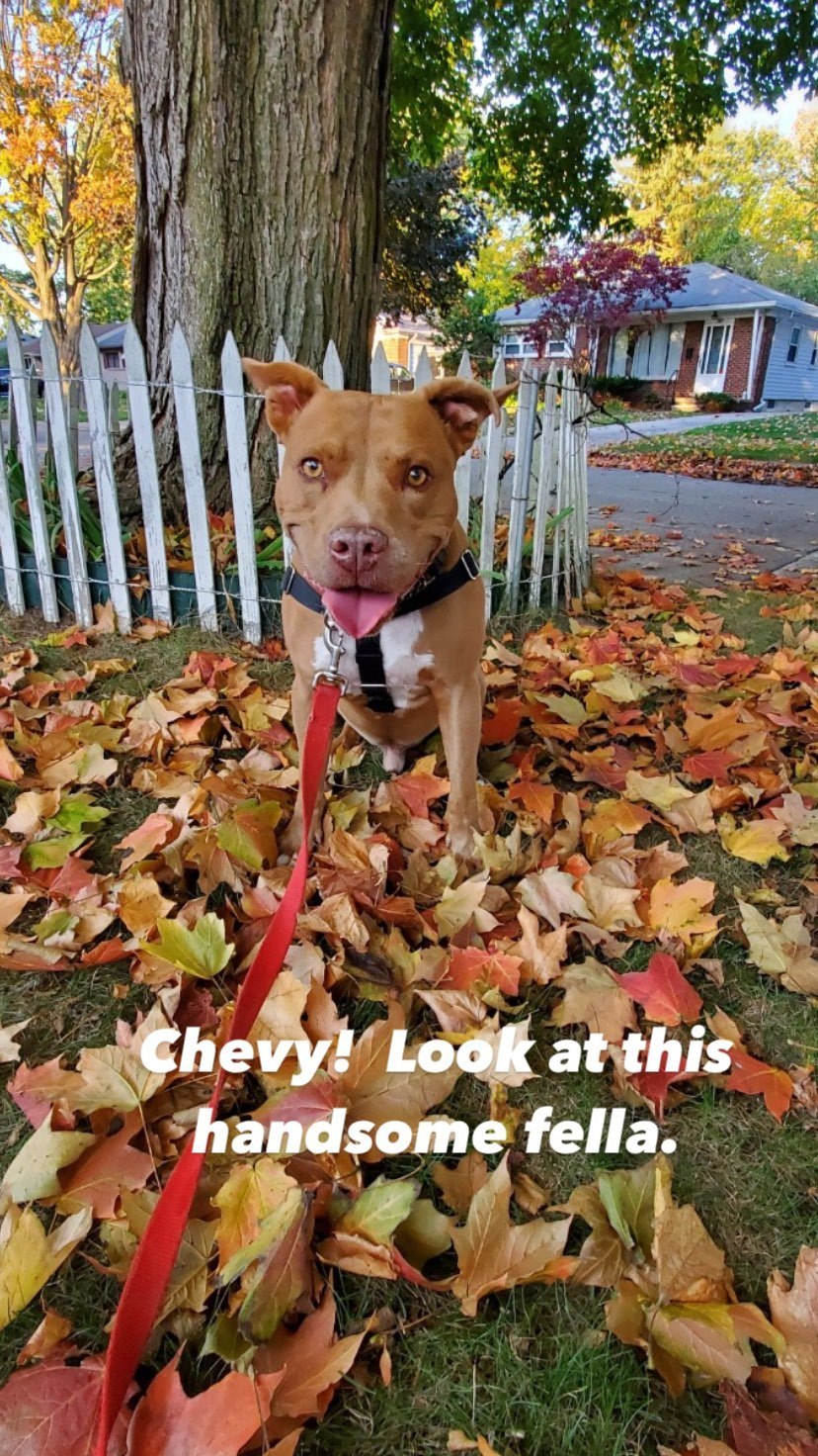 Chevy, an adoptable Terrier, American Staffordshire Terrier in Detroit, MI, 48216 | Photo Image 5