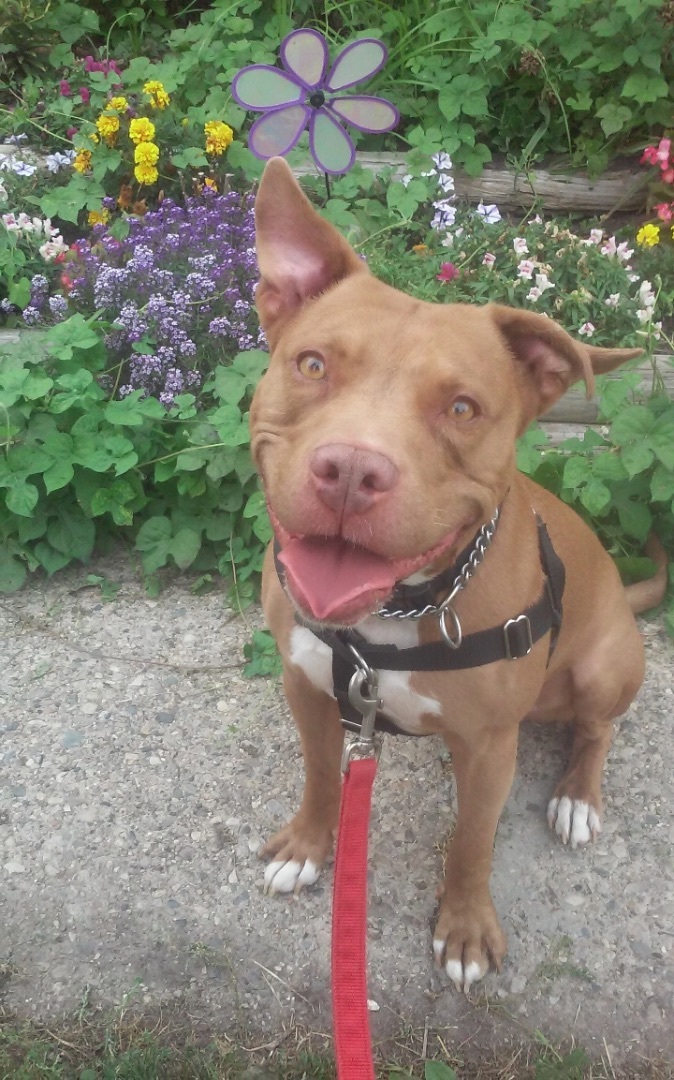 Chevy-Come and meet me?, an adoptable Terrier, American Staffordshire Terrier in Detroit, MI, 48216 | Photo Image 6