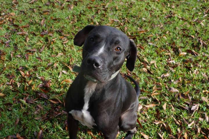 Marvin, an adoptable American Staffordshire Terrier Mix in Hollywood, SC_image-4