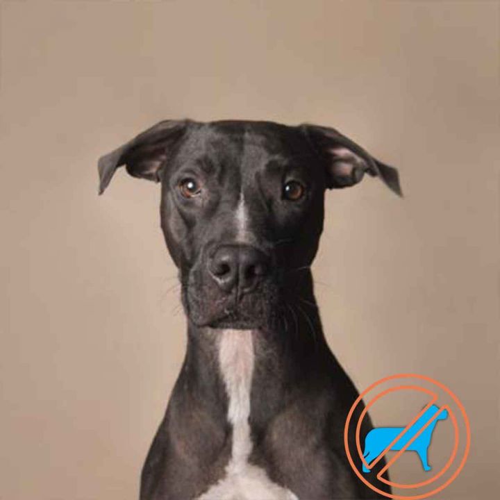 Marvin, an adoptable American Staffordshire Terrier Mix in Hollywood, SC_image-1