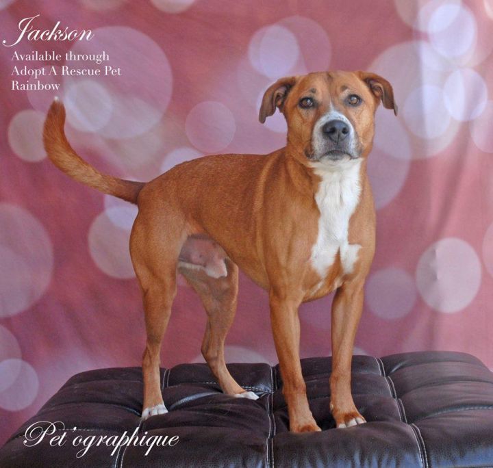 Mamma's Buck aka Jackson, an adoptable Spaniel & Pit Bull Terrier Mix in Las Vegas, NV_image-1