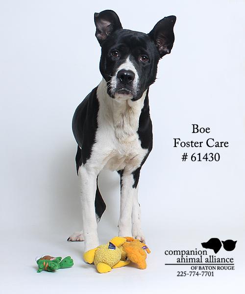 Boe #61430 (Foster), an adopted Akita & Pit Bull Terrier Mix in Baton Rouge, LA_image-2