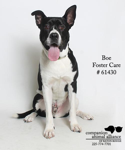 Boe #61430 (Foster), an adopted Akita & Pit Bull Terrier Mix in Baton Rouge, LA_image-1