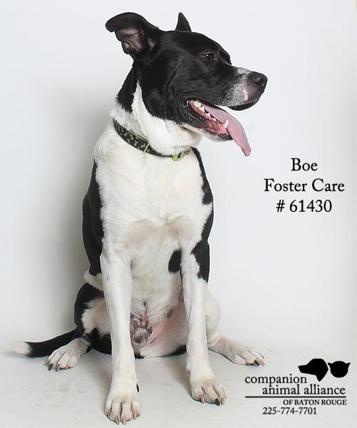 Boe #61430 (Foster), an adopted Akita & Pit Bull Terrier Mix in Baton Rouge, LA_image-3