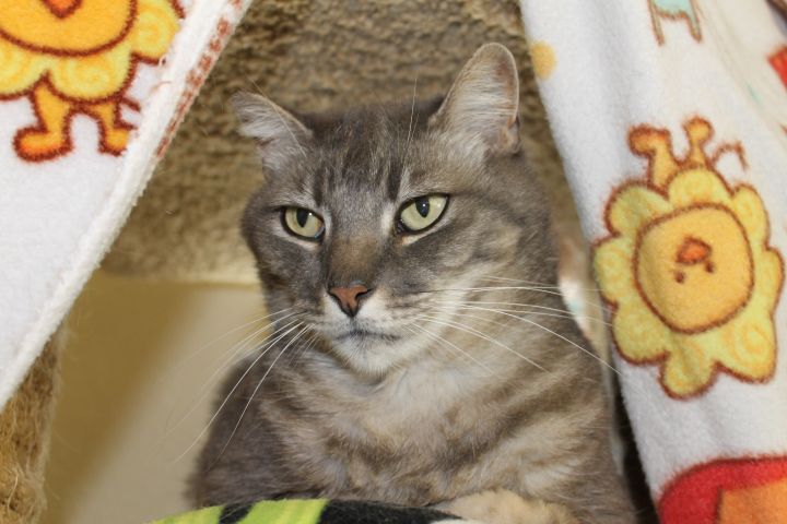 Covenant, an adoptable Domestic Short Hair & Tabby Mix in Mountain Center, CA_image-1