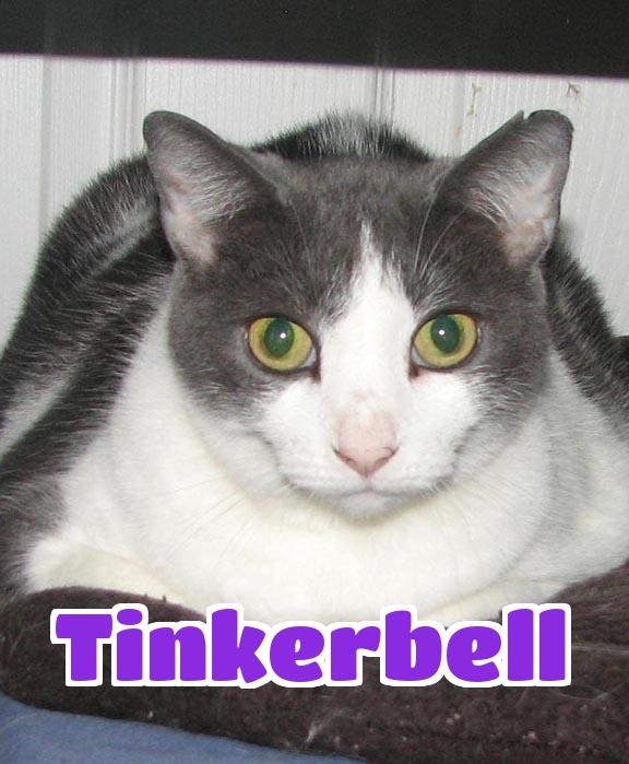 #3952 Tinkerbell