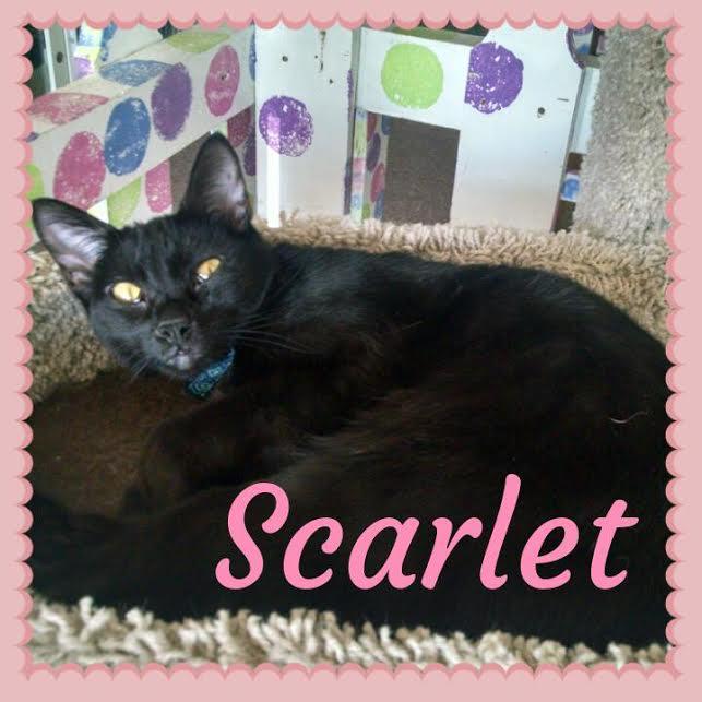 Scarlett, an adoptable Domestic Short Hair in Maryville, TN, 37802 | Photo Image 1