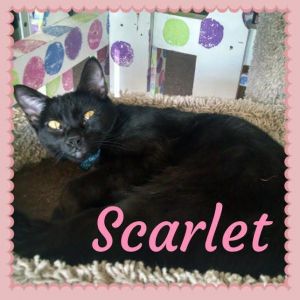 Scarlett Domestic Short Hair Cat