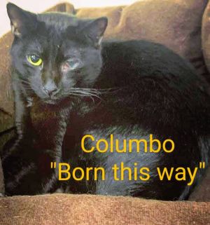 Columbo Domestic Short Hair Cat