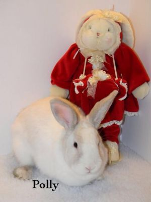 Polly Dutch Rabbit