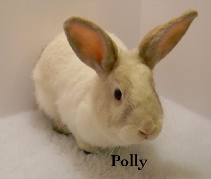 Polly, an adoptable Dutch & Bunny Rabbit Mix in Auburn, CA_image-2