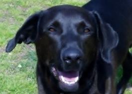 CURLY, an adoptable Labrador Retriever in Oakland, AR, 72661 | Photo Image 1