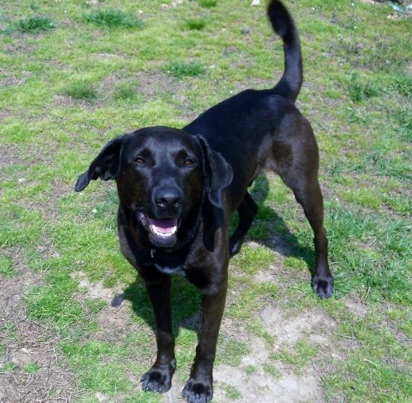 CURLY, an adoptable Labrador Retriever in Oakland, AR, 72661 | Photo Image 2