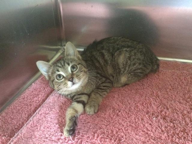 Pebbles, an adoptable Domestic Short Hair in Maryville, TN, 37802 | Photo Image 2