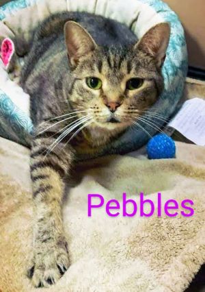 Miss Pebbles is a bit shy and could use a little TLC She is spayed vaccinated 