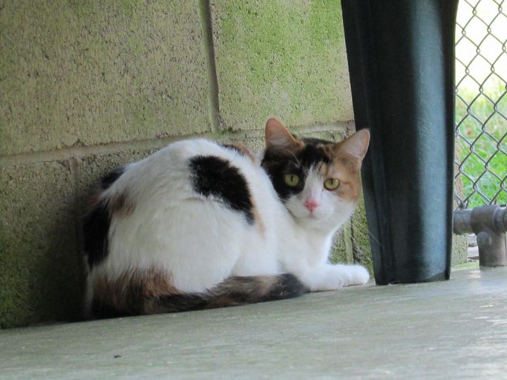 Calico, an adoptable Calico in Springfield, OH_image-2