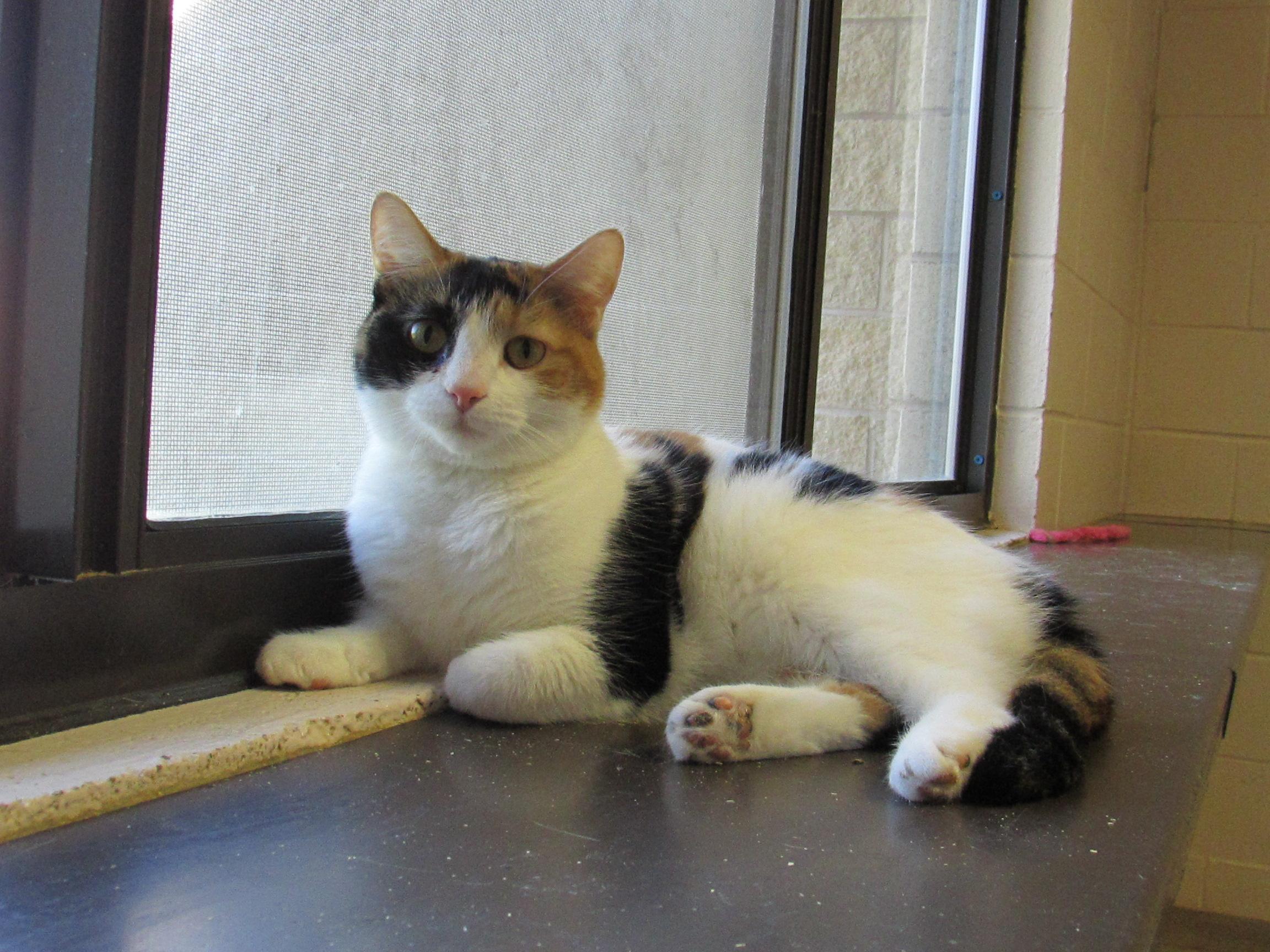 Calico, an adoptable Calico in Springfield, OH, 45502 | Photo Image 1