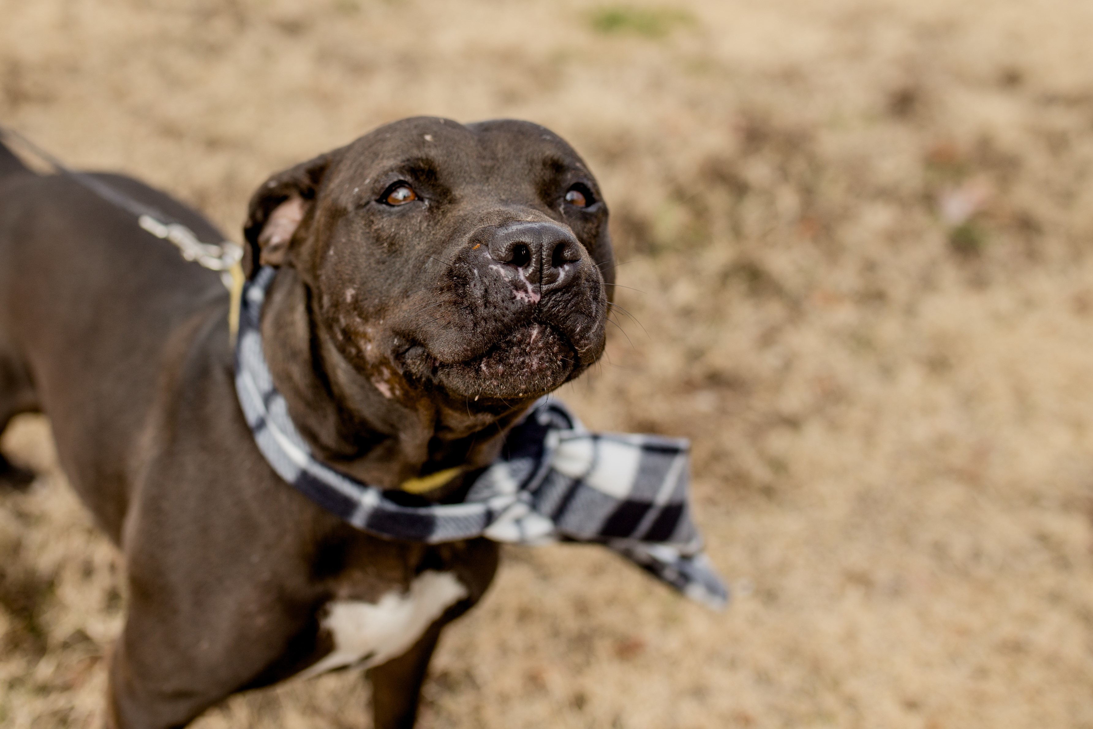 Rocky, an adoptable Pit Bull Terrier, Boxer in Tulsa, OK, 74152 | Photo Image 3