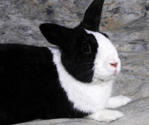 Romeo is a medium-sized black and white Dutch bunny who was found in the woods in January 2015 and b