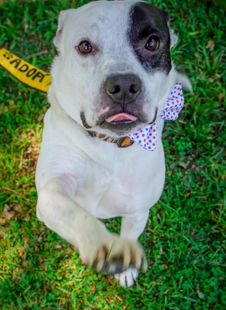 Mr. Myers, an adopted Pit Bull Terrier & Border Collie Mix in Mooresville, NC_image-4