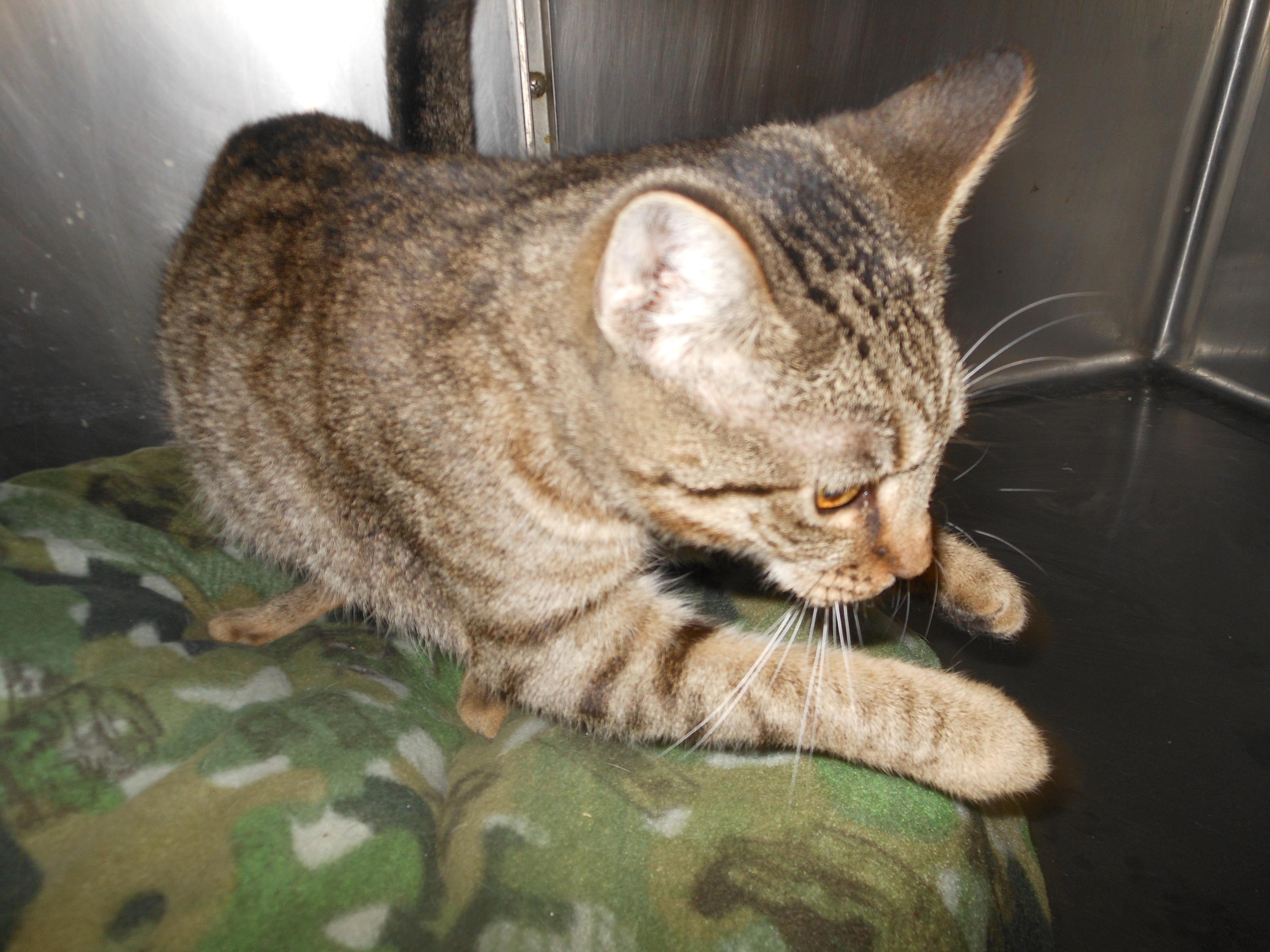SADIE, an adoptable Tiger, Domestic Short Hair in Lima, OH, 45807 | Photo Image 1