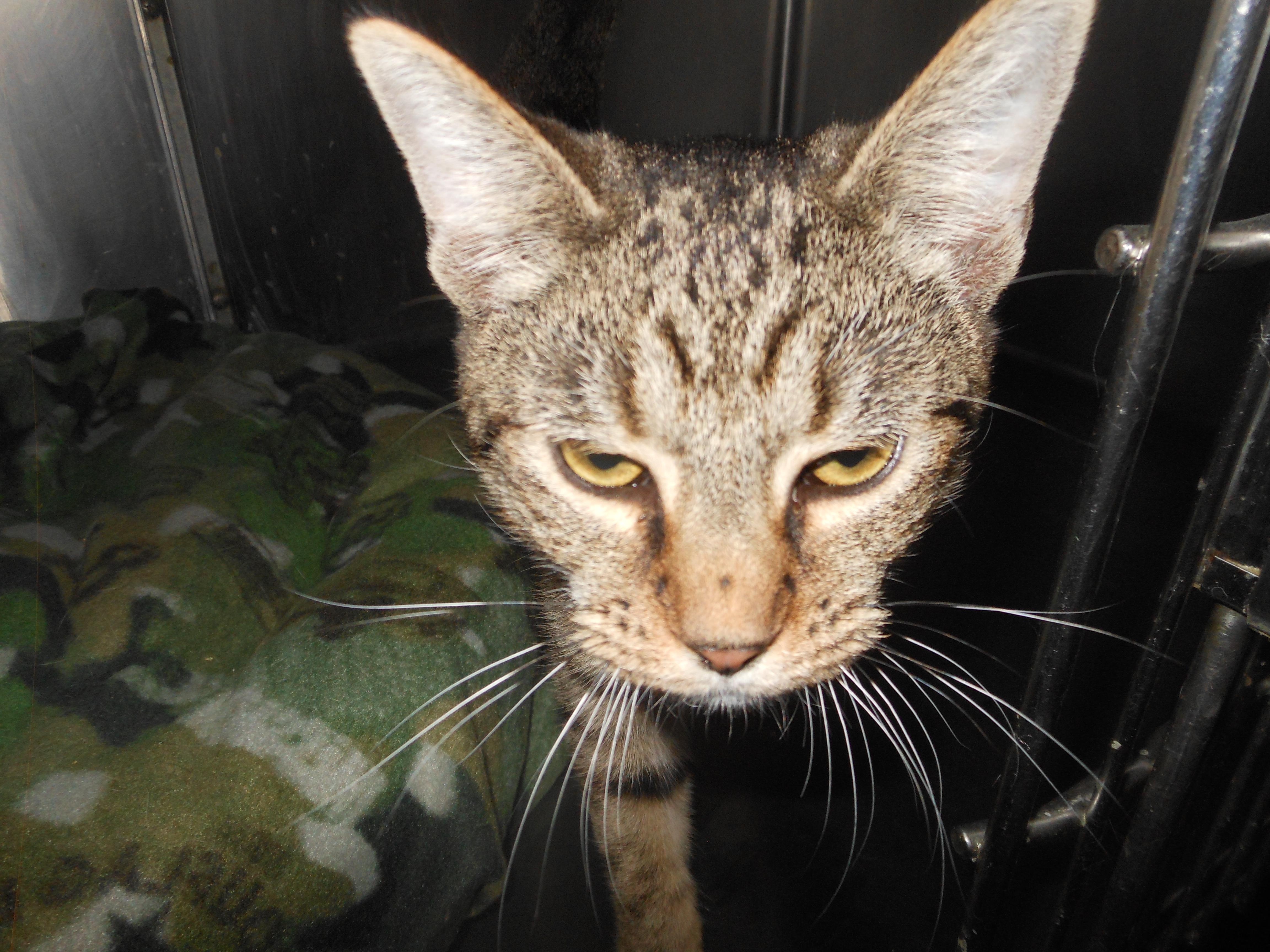 SADIE, an adoptable Tiger, Domestic Short Hair in Lima, OH, 45807 | Photo Image 2