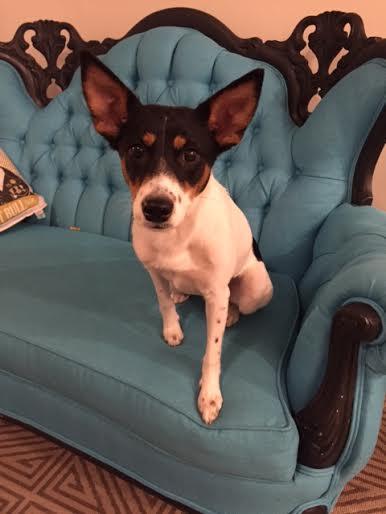 Diamond - I'm an Adoption Center Dog!