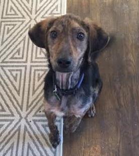 Freddie - I'm an Adoption Center Dog! 3