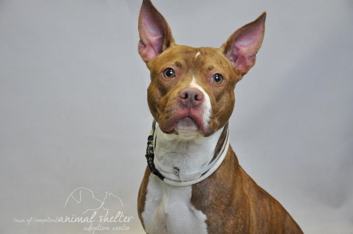 Diamond, an adoptable Pit Bull Terrier Mix in Medford, NY_image-2
