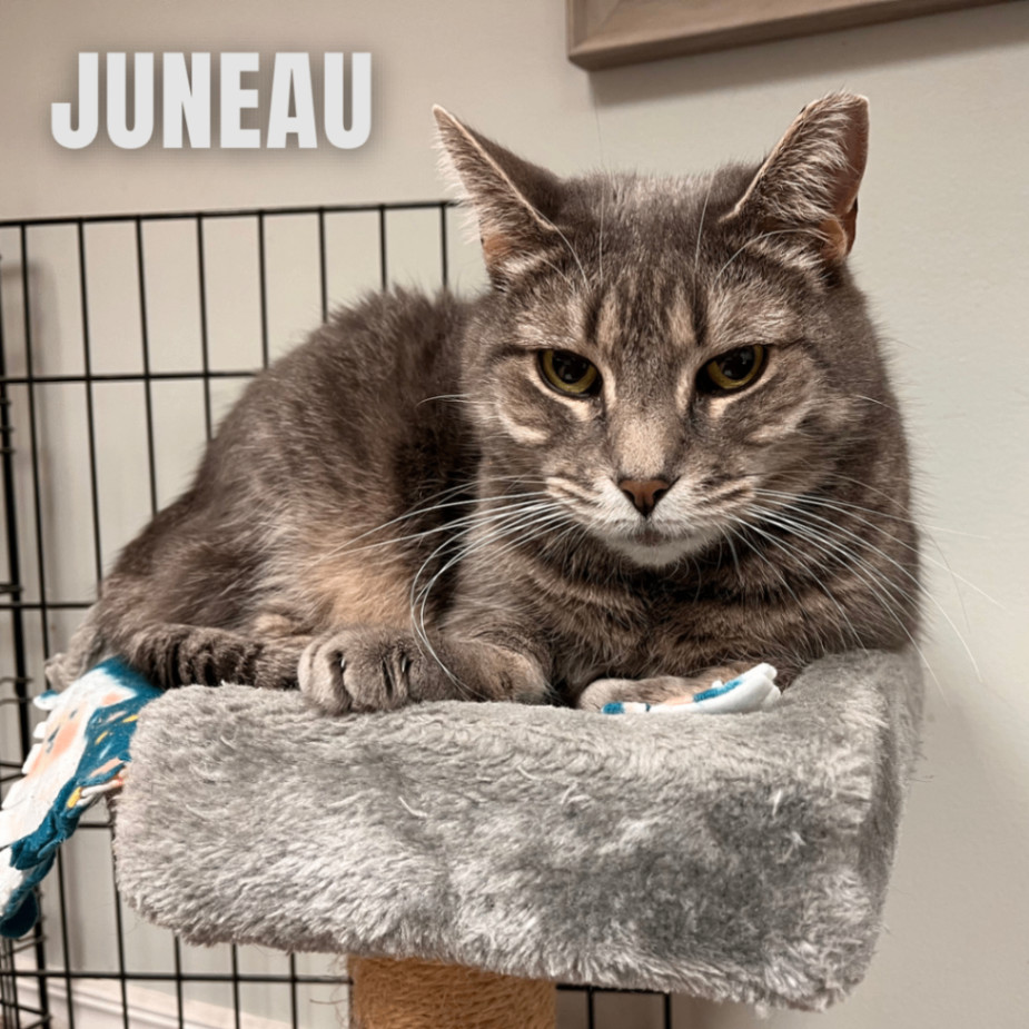 JUNEAU, an adoptable Domestic Short Hair, Tabby in Cape May, NJ, 08204 | Photo Image 2