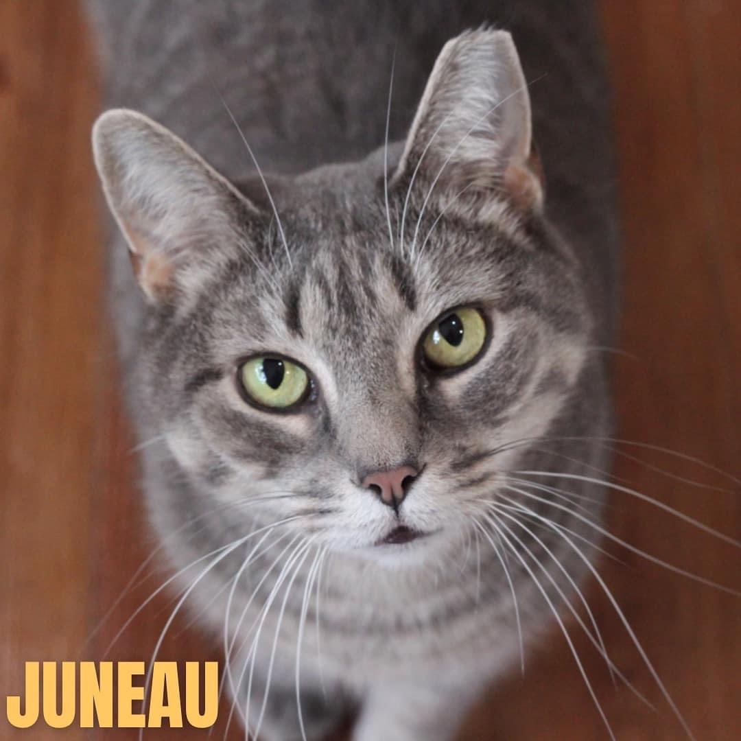 JUNEAU, an adoptable Domestic Short Hair, Tabby in Cape May, NJ, 08204 | Photo Image 1