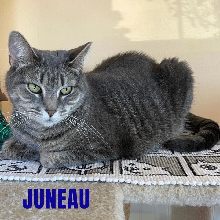 JUNEAU, an adoptable Domestic Short Hair & Tabby Mix in Cape May, NJ_image-4