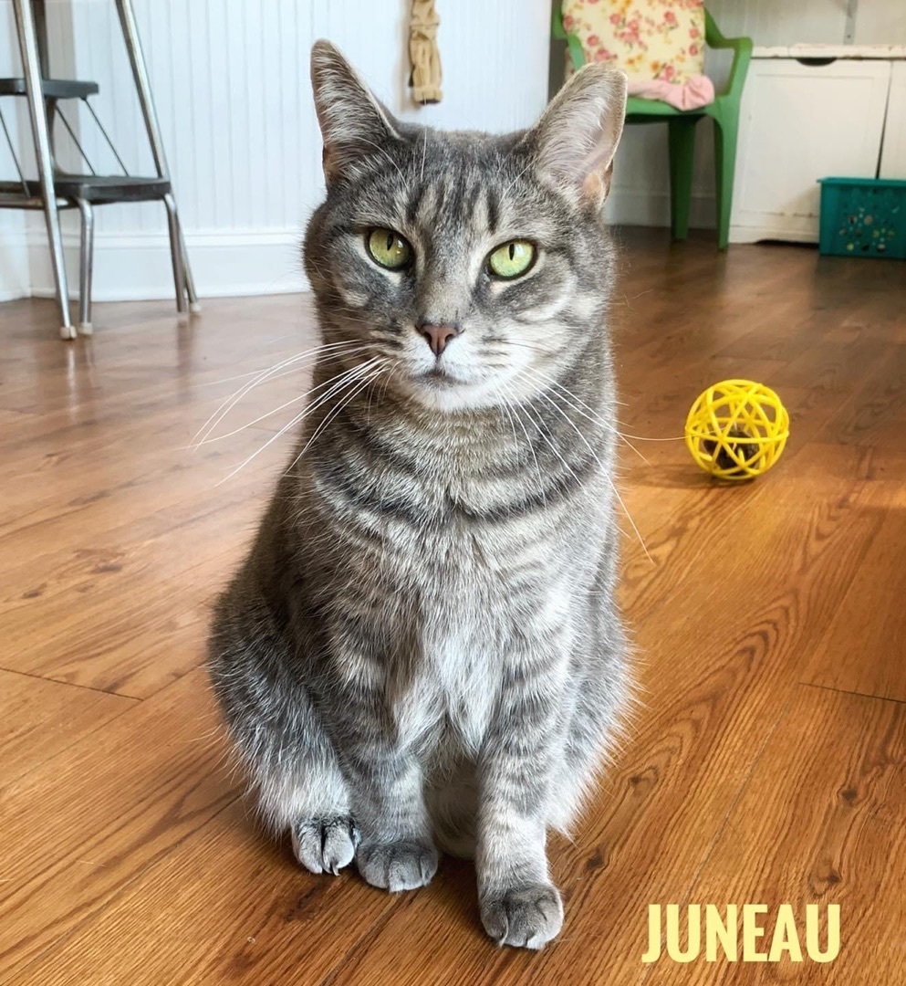 JUNEAU, an adoptable Domestic Short Hair, Tabby in Cape May, NJ, 08204 | Photo Image 5