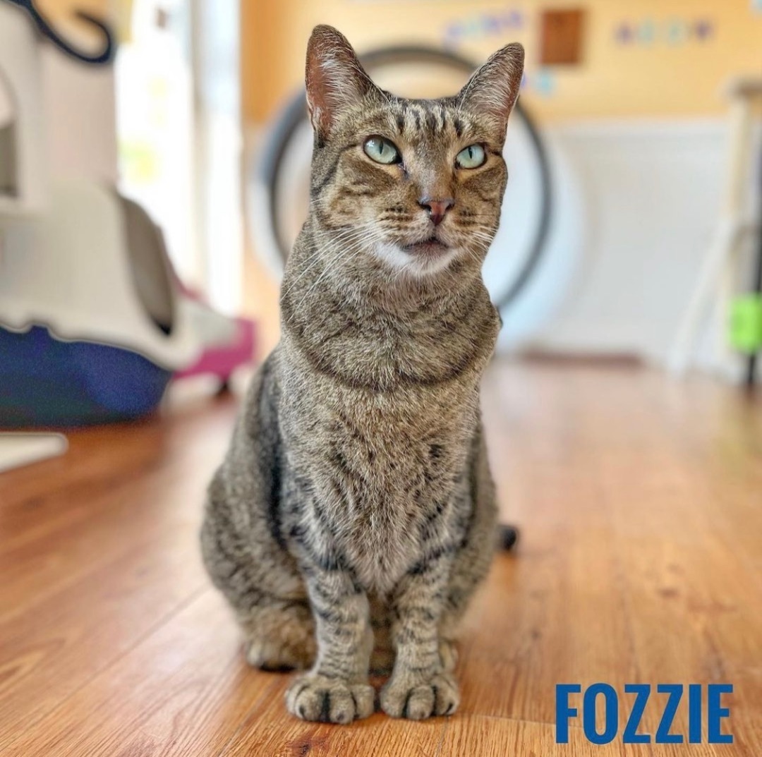 FOZZIE BEAR, an adoptable Domestic Short Hair, Extra-Toes Cat / Hemingway Polydactyl in Cape May, NJ, 08204 | Photo Image 2