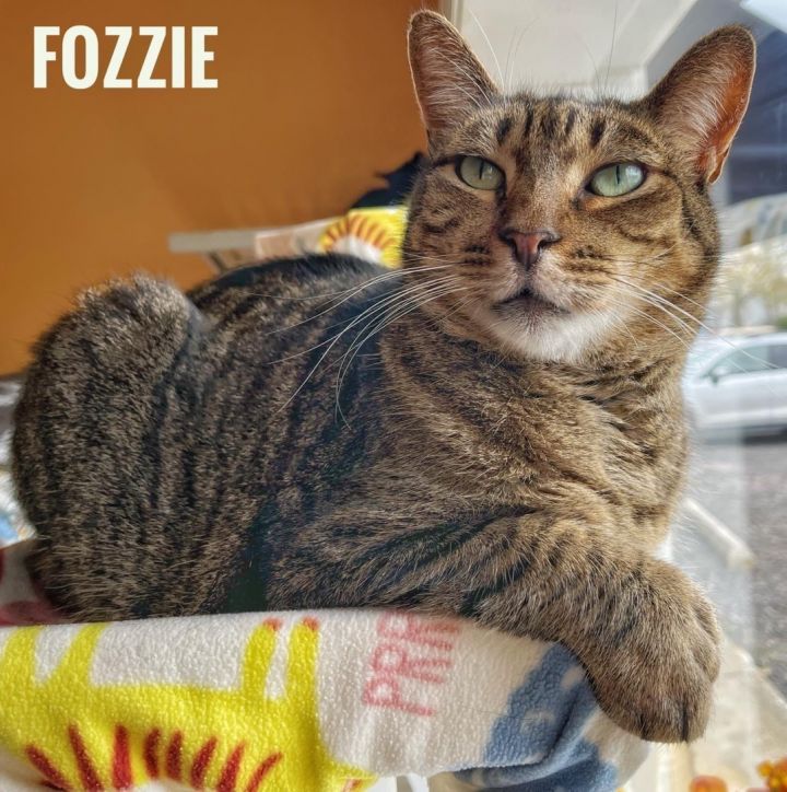 FOZZIE BEAR 1