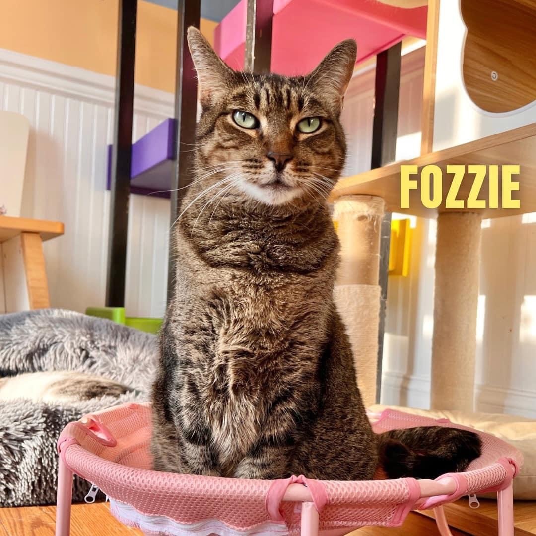 FOZZIE BEAR, an adoptable Domestic Short Hair, Extra-Toes Cat / Hemingway Polydactyl in Cape May, NJ, 08204 | Photo Image 5