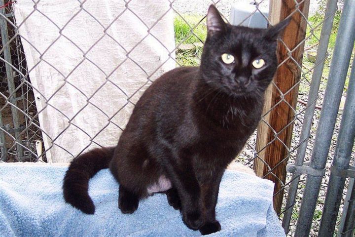 Pepsi, an adoptable Bombay & Domestic Short Hair Mix in Redding, CA_image-1