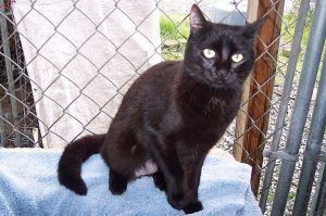 Pepsi, Young Female unknown