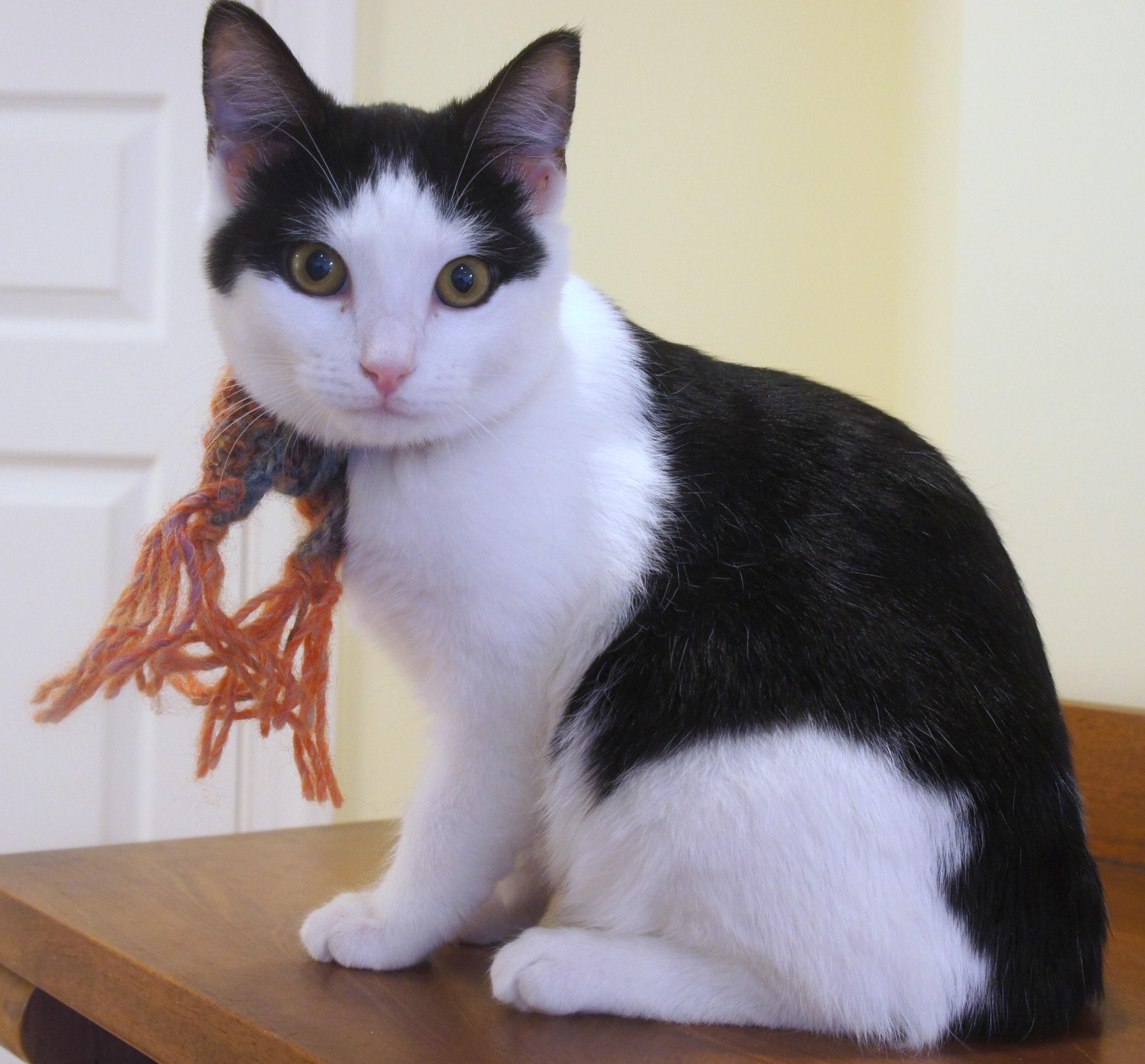 Kris, an adoptable Domestic Short Hair in Franklin, TN, 37064 | Photo Image 2