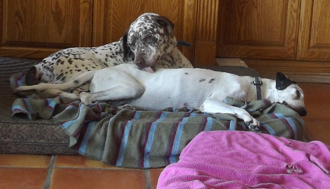 Rest in Peace Sweet Harry, an adoptable Dalmatian, Pointer in Newport Beach, CA, 92660 | Photo Image 3