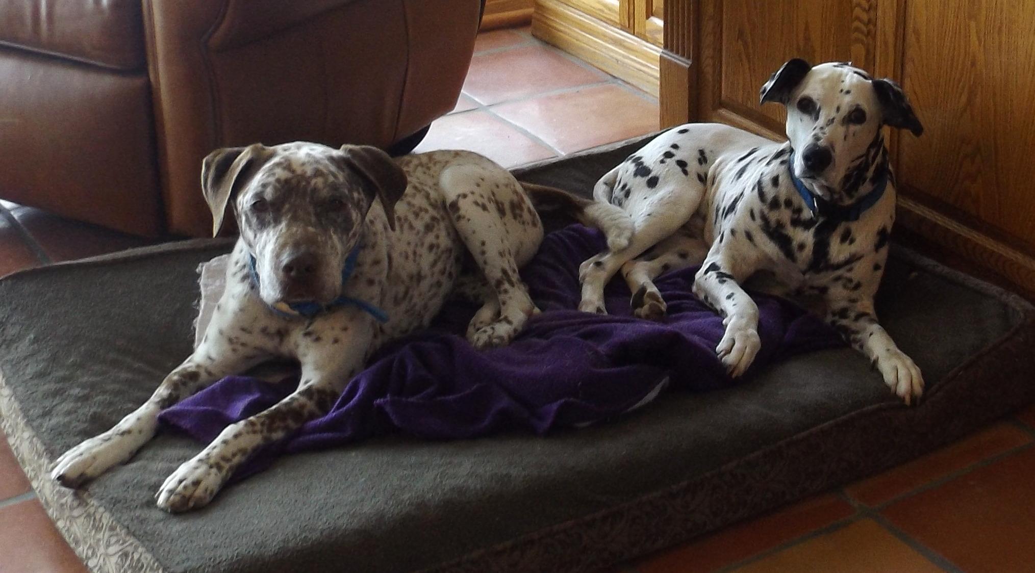 Rest in Peace Sweet Harry, an adoptable Dalmatian, Pointer in Newport Beach, CA, 92660 | Photo Image 4